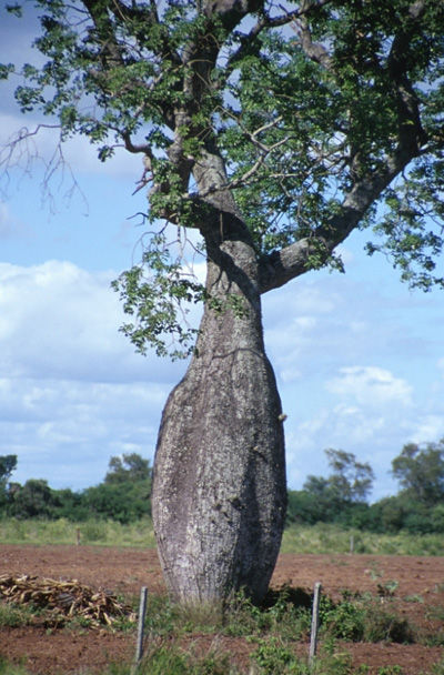 Palo Borracho