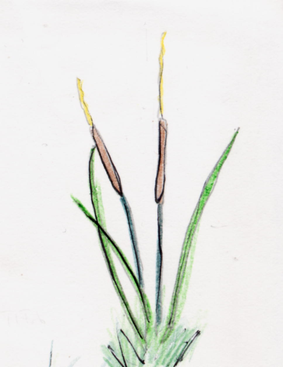 Tipha Disegno